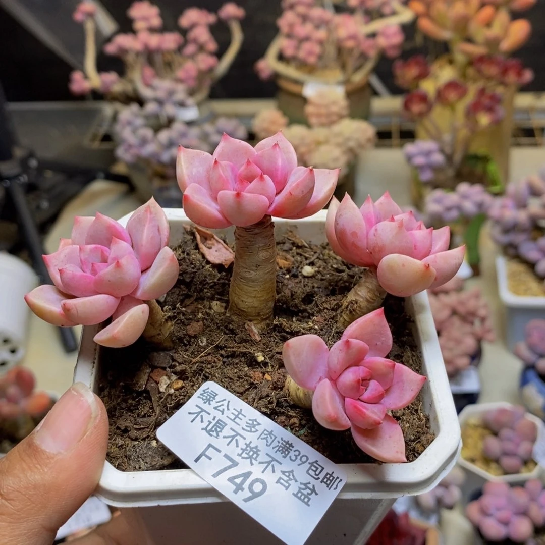 749红粉佳人多肉7c m