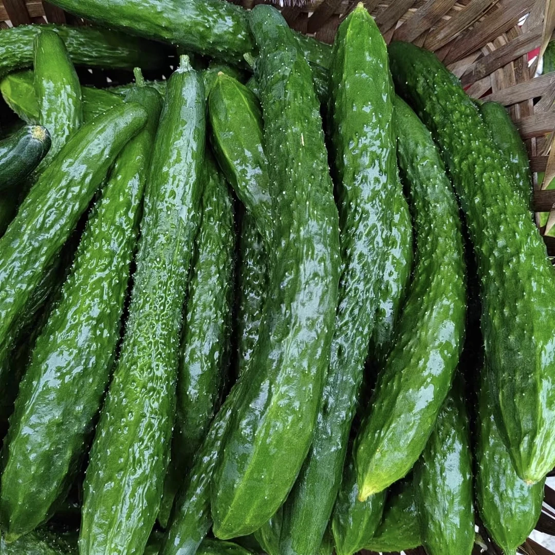 云南精选精品刺黄瓜绿心新鲜优质现摘现发脆甜原生态产地直发批发