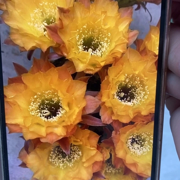 彩草20号7公分左右