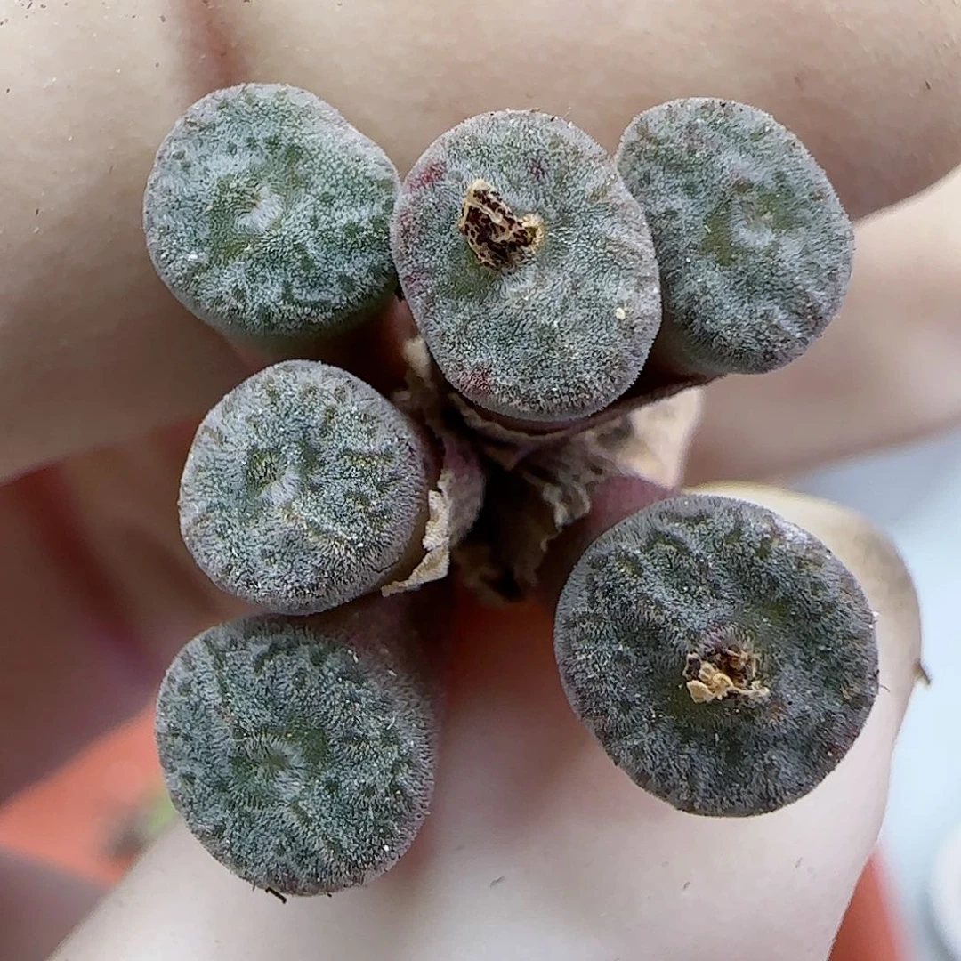 463红珊瑚小型种