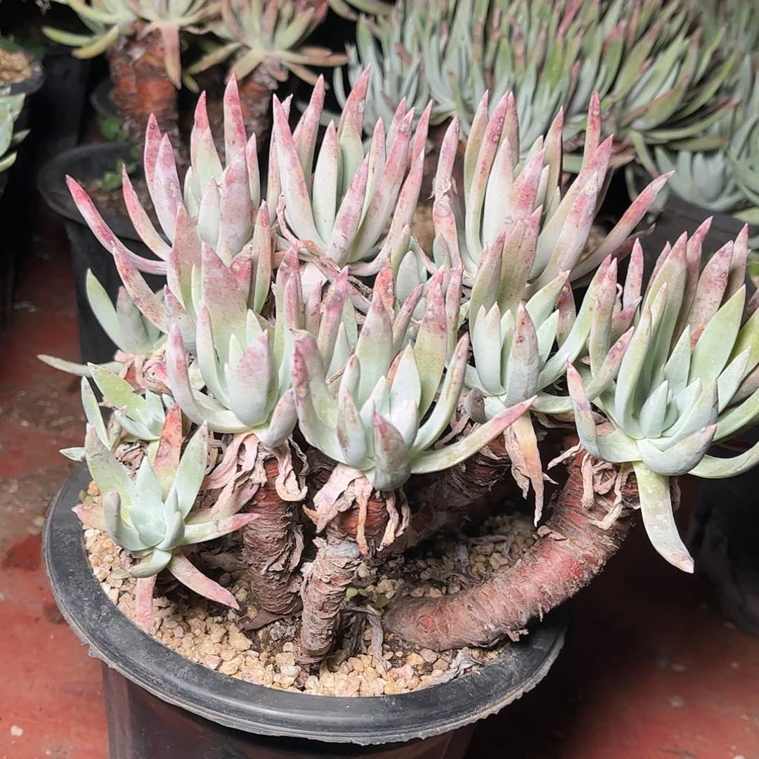 8237雪花仙女杯多肉