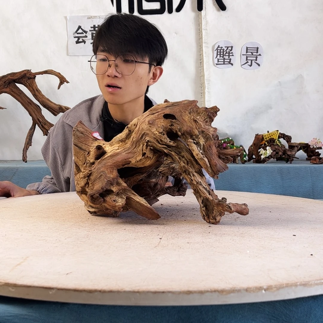 沉木造景爬宠造景