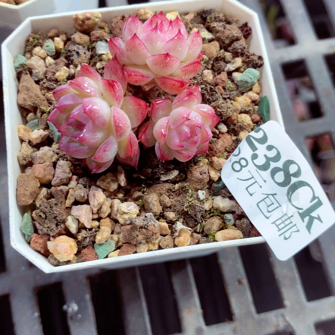 5厘米盆精控多肉238