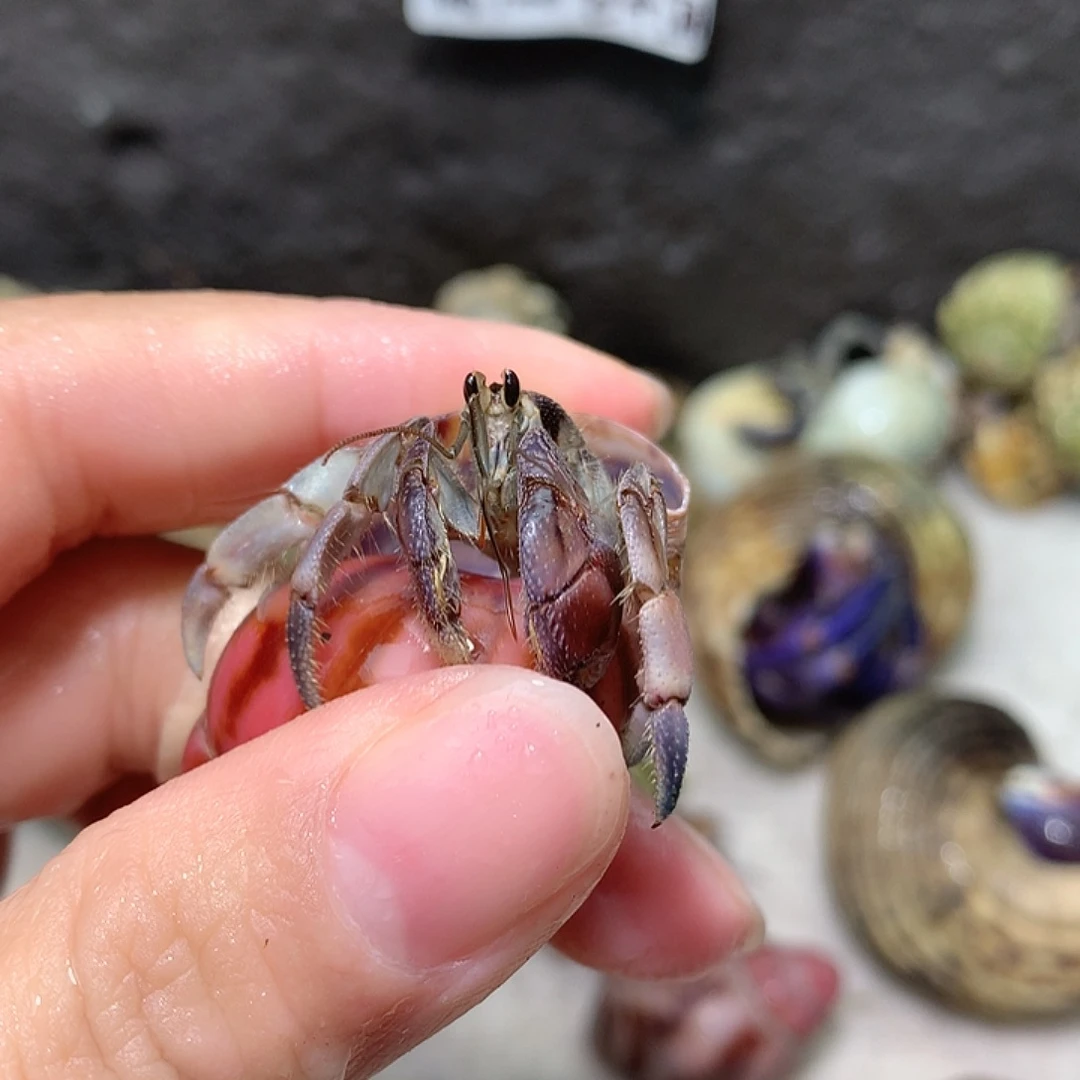 1.7口径奔跑的寄居蟹20号