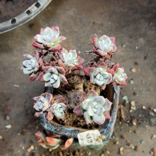 10头小玫瑰苹果叶3105