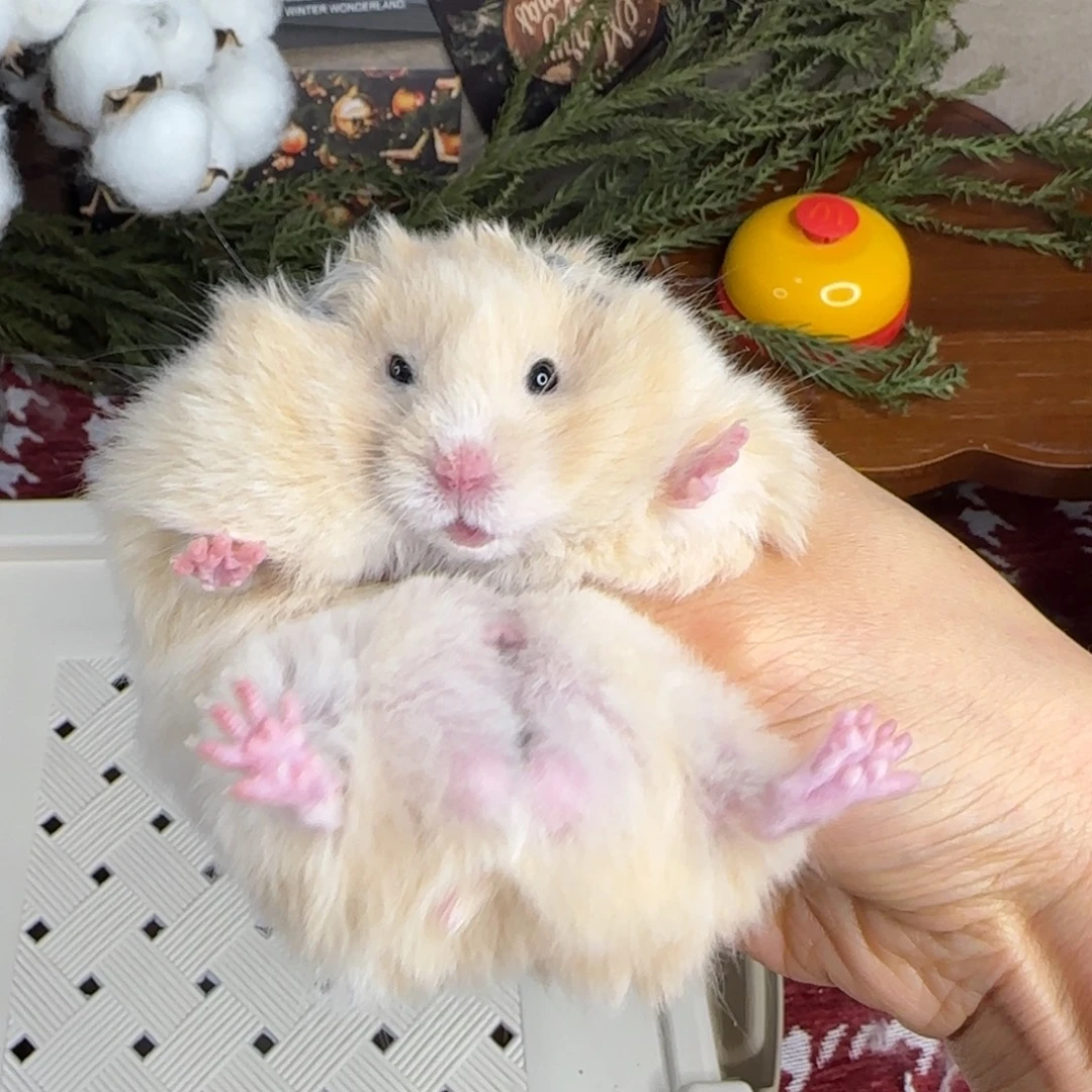 面纹黄弟弟11.08生日