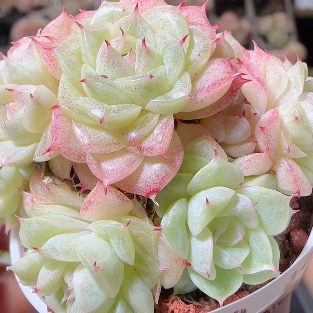 花语多肉1211-20小魔仙散