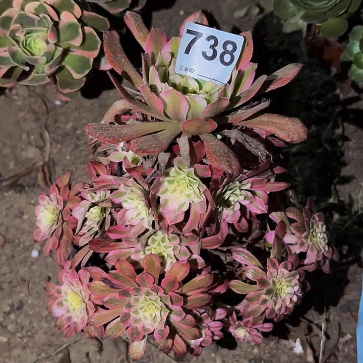 738粉铜多肉植物不售后
