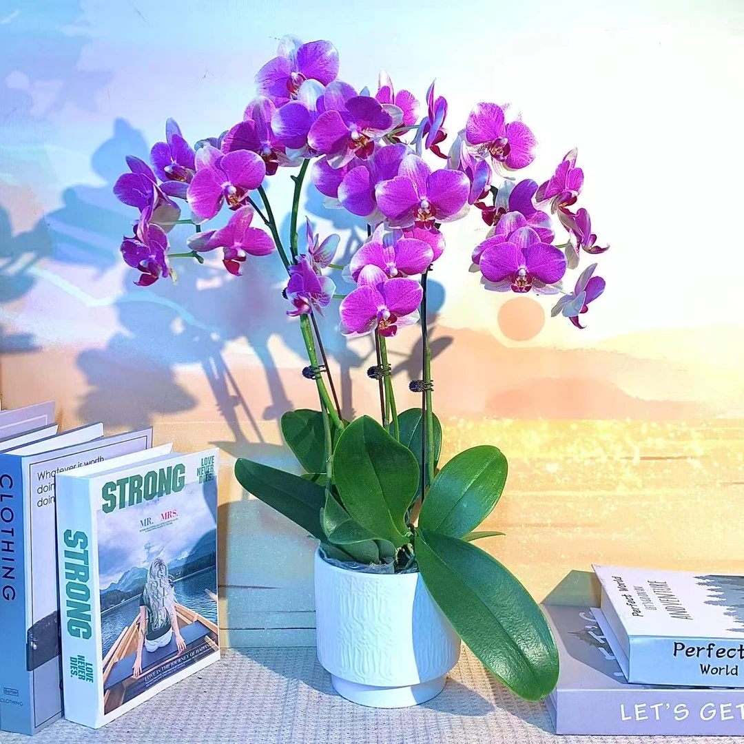 多彩蜜桃 蝴蝶兰 紫红色大花 客厅美观带花带花苞