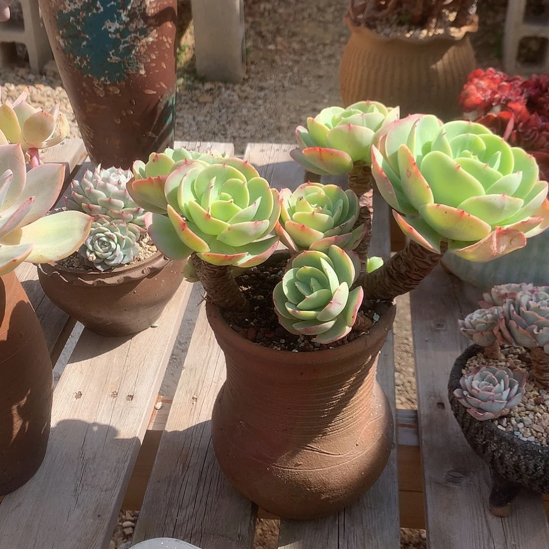 月碧桃多肉植物脱土