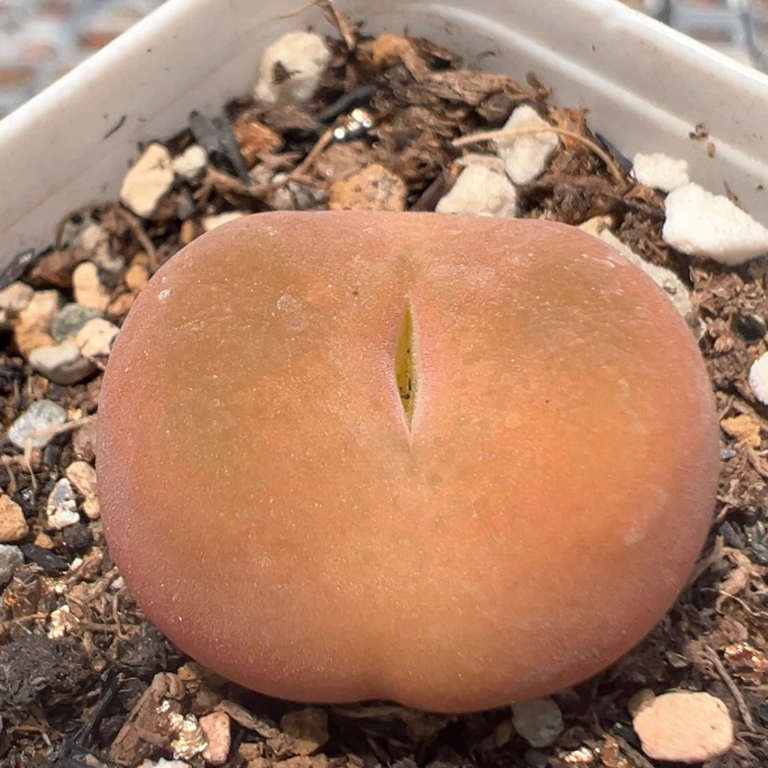 96多肉植物百科知识