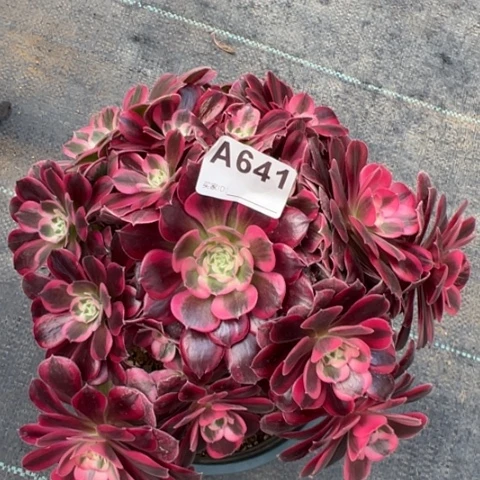 641美杜莎22厘米左右