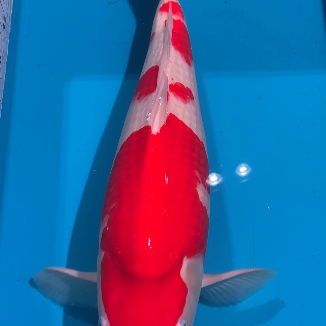 锦鲤红白锦鲤00001