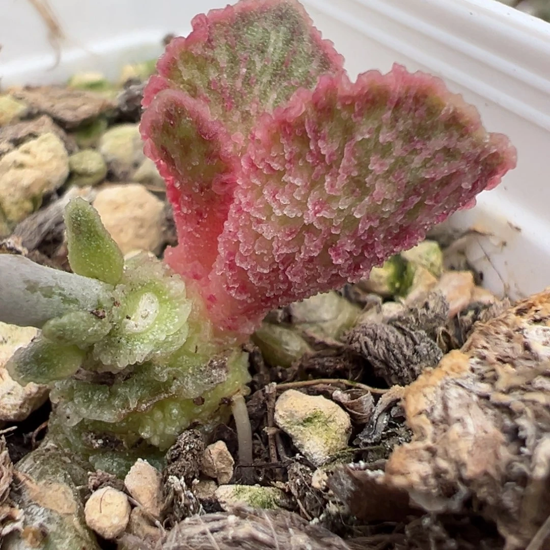 福利款粉色芭蕉扇多头纯木质桩