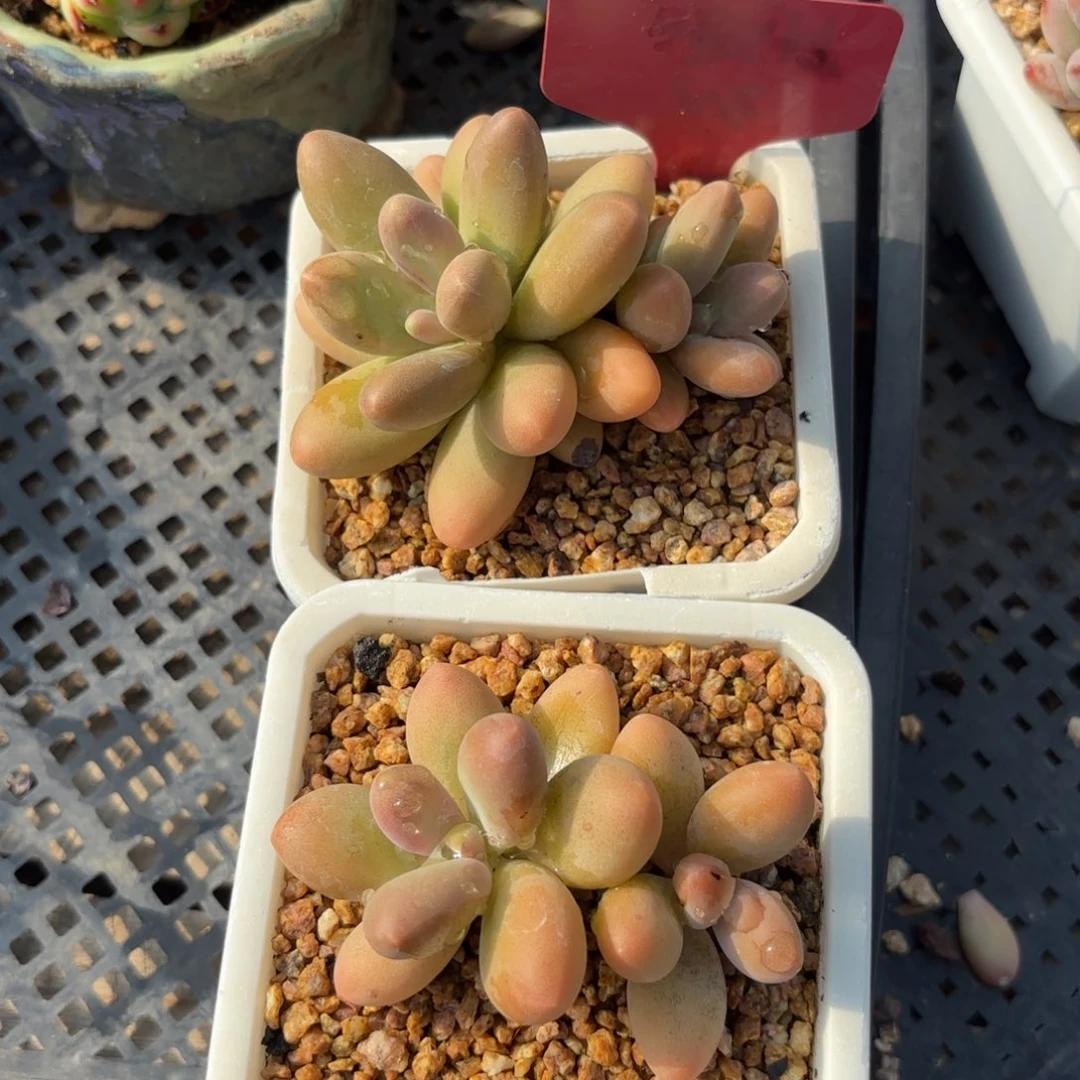 糖果美人2颗111111