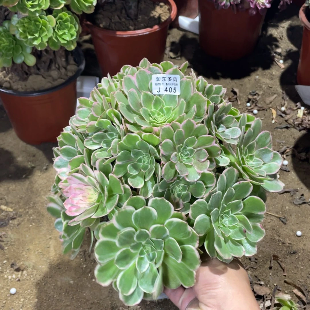 405万字多肉法师断枝不包