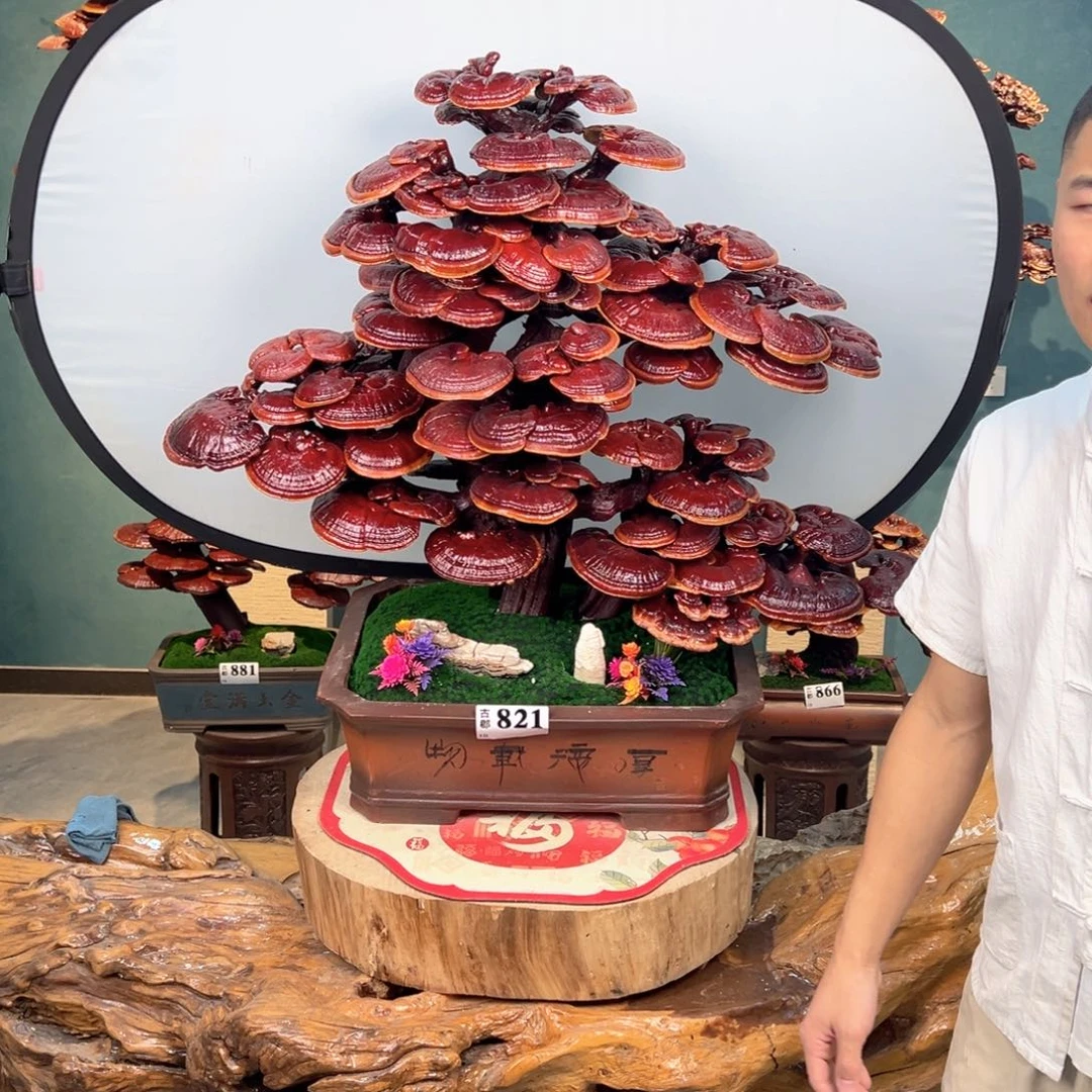 无花朵888888888888888