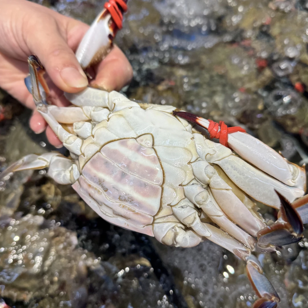 【母飞蟹】鲜活/东港/每只3-4两左右（保鲜不保活）