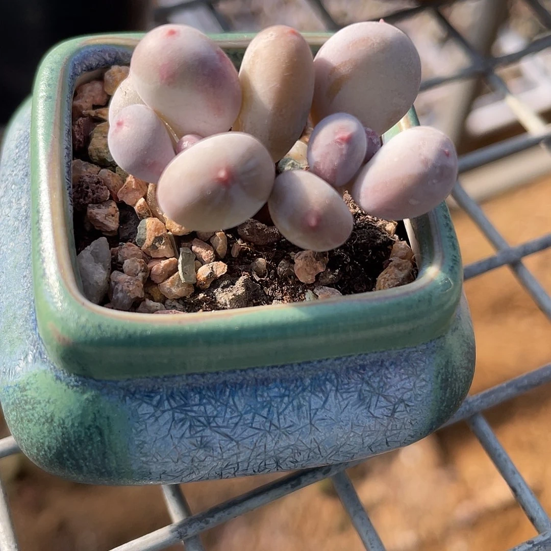 韩彩虹奶酪小老桩