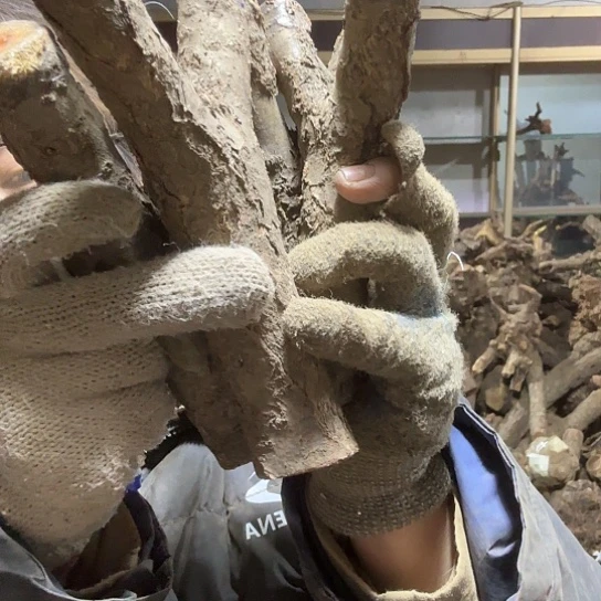 香榧木漆*火琉璃的毛料摆件