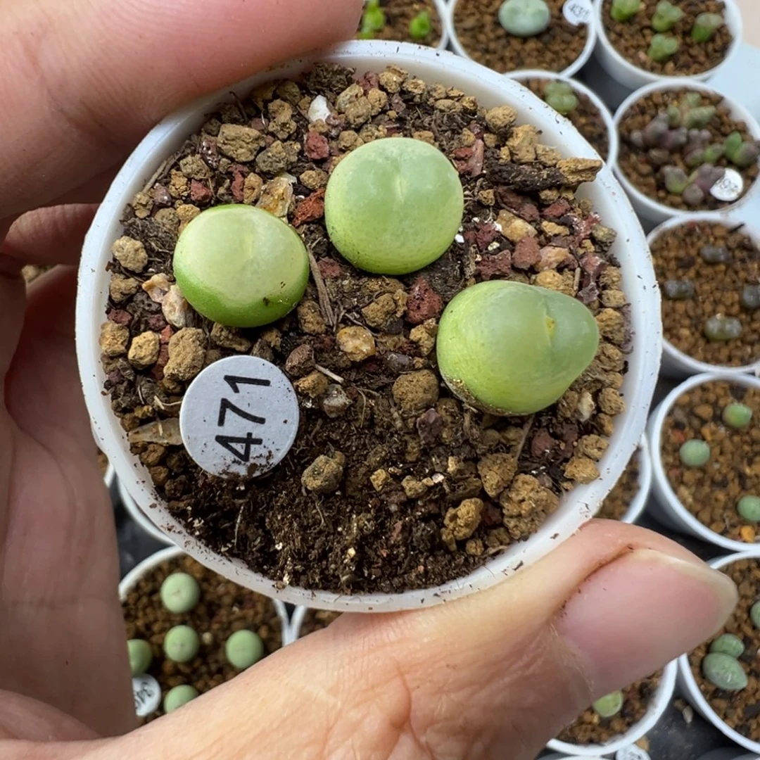 拉登3颗带盆土4710000