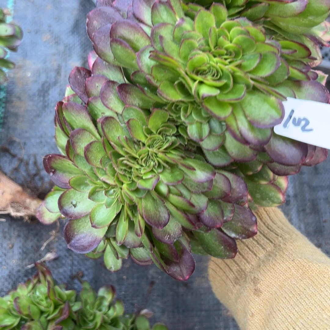 102雨荷缀多肉植物