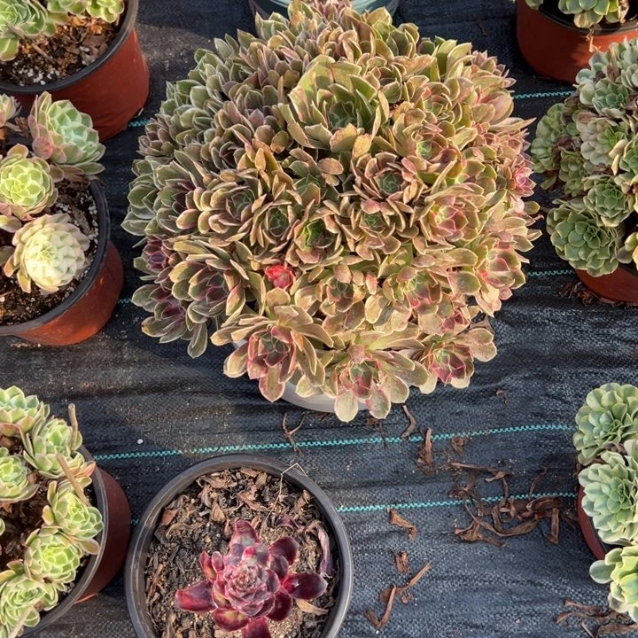 小***学焕沙多少纸箱花钱花花