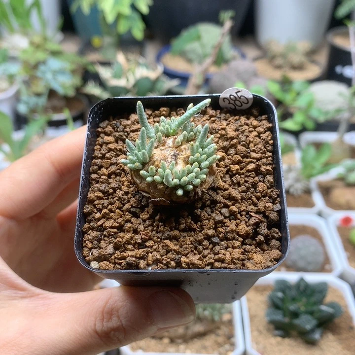 红花韧锦母本带盆385