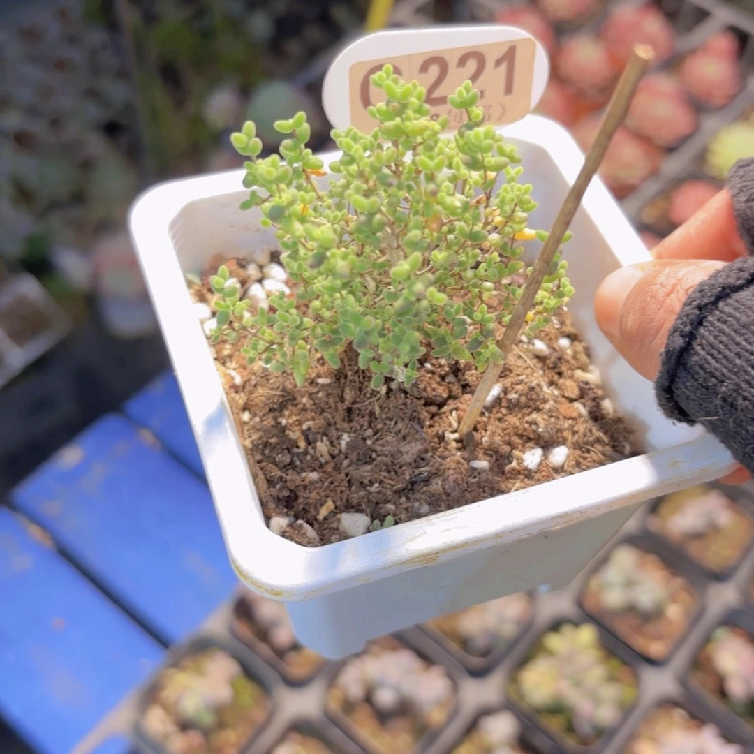 大***气C221蜜桔糖球一物一拍