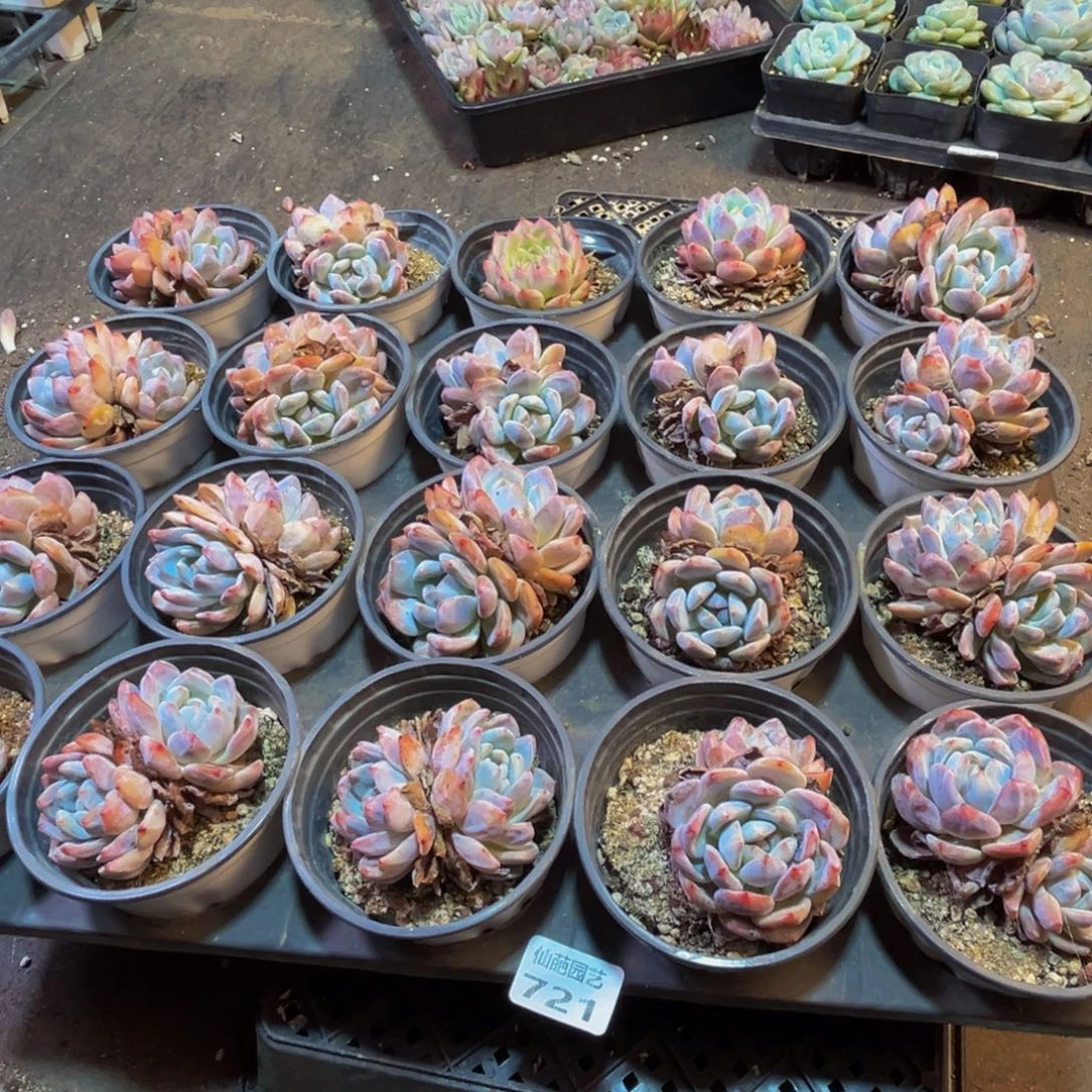 721多肉植物的生长发育和生长