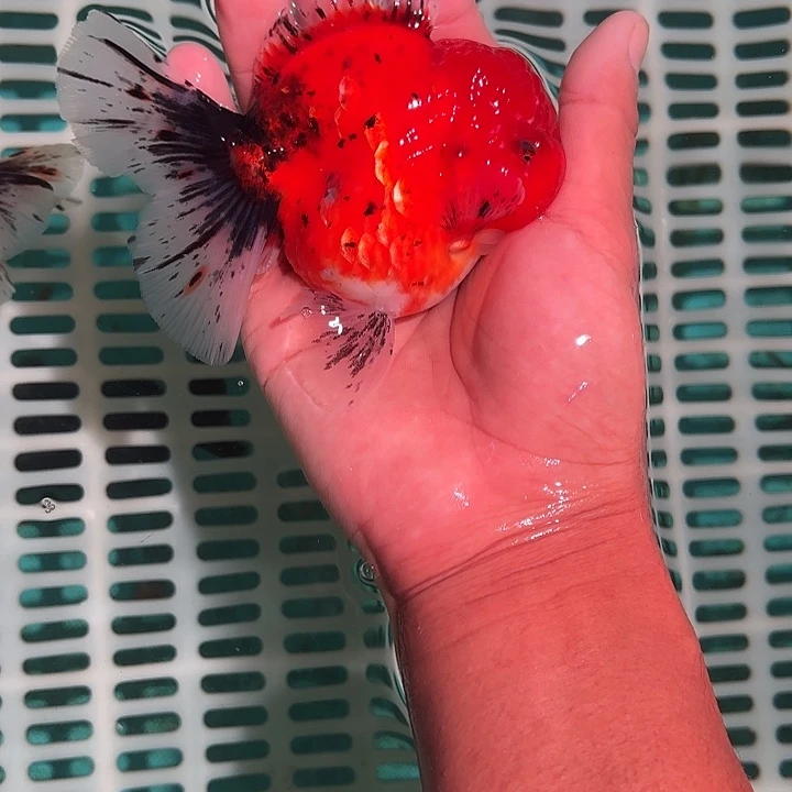 金鱼包邮123456789