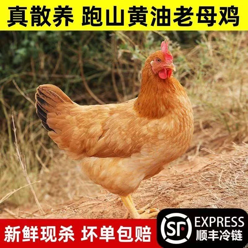 【顺丰包邮次日达】五莲山散养老母鸡土鸡两年黄油走地鸡土老母鸡新鲜现杀