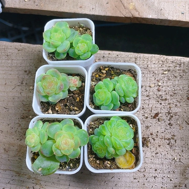 T109号双头 甜心盆一个满25包邮