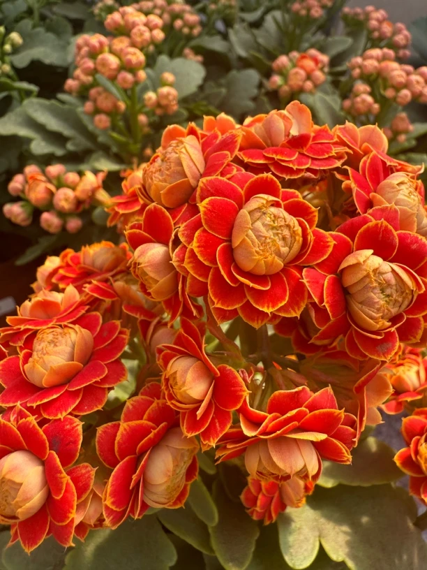 金狐狸 长寿花 110盆 -【花财花卉】