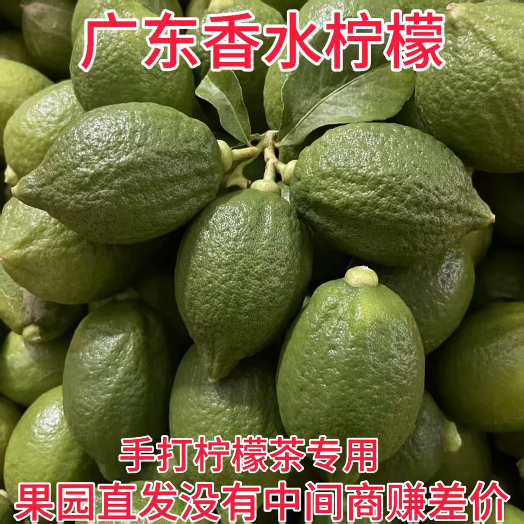 广东香水柠檬新鲜现摘无籽爆香果园直发奶茶店手打柠檬茶专用柠檬
