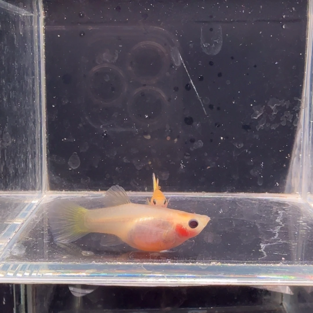 孔雀鱼黄金蕾丝玻璃猫1对