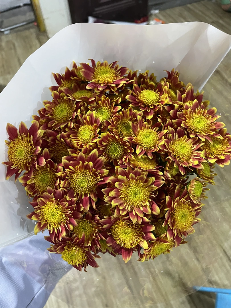 南农（旭日）小菊全店1-5扎1个运费