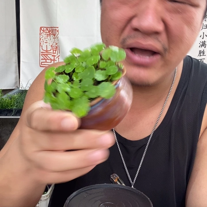 傅*斯一物一拍所见即所得238