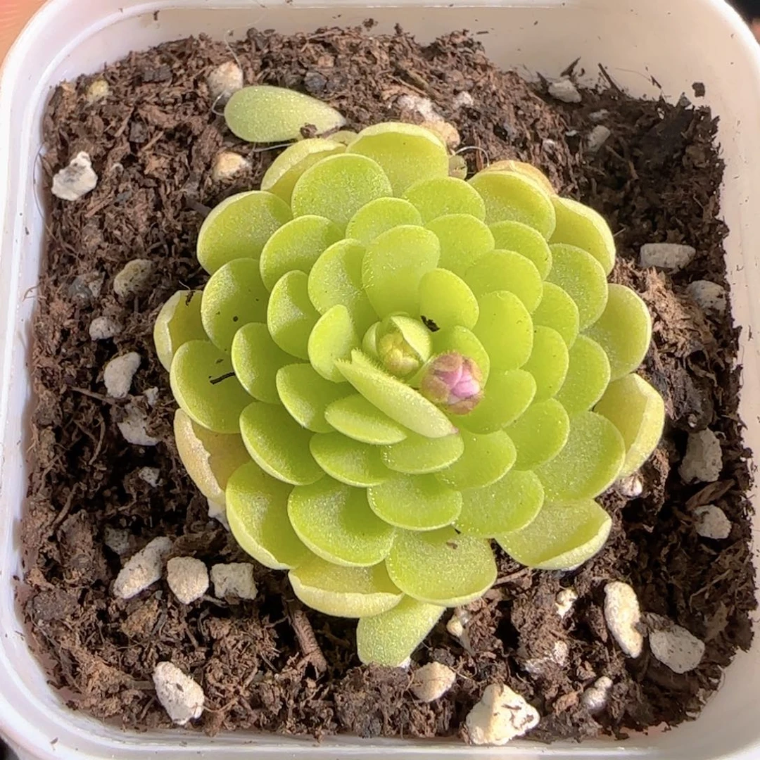 多肉0101-158捕虫堇