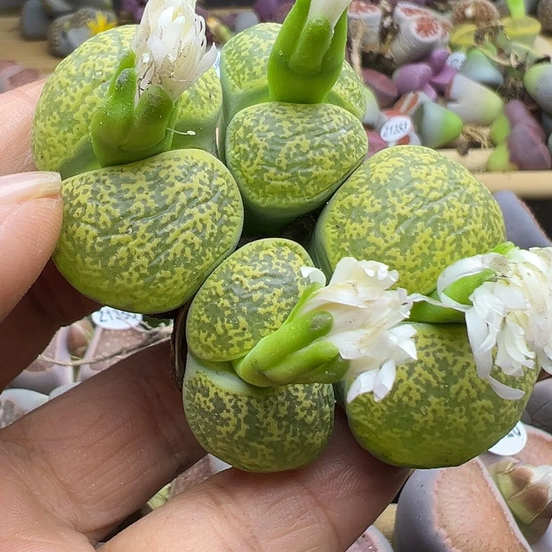 1358炸了1111111111111