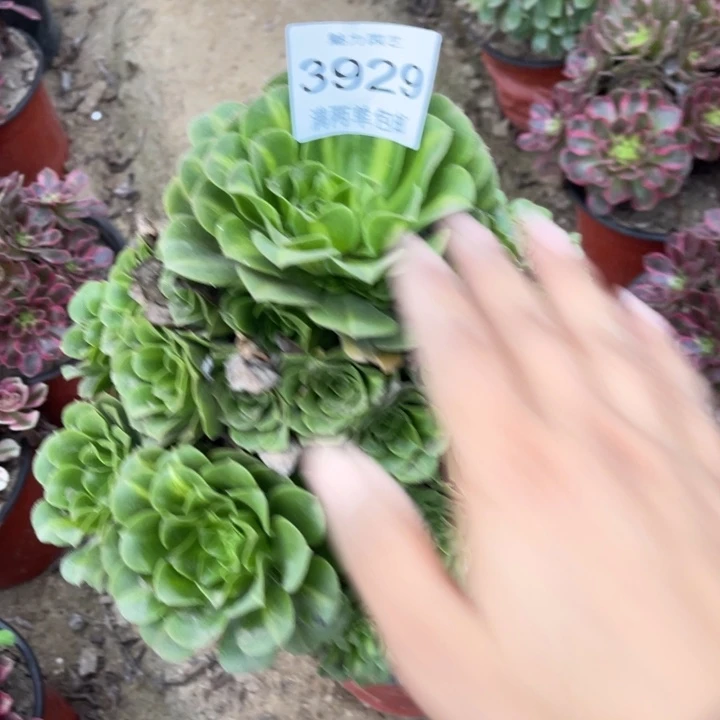 3929琉璃的人多肉的