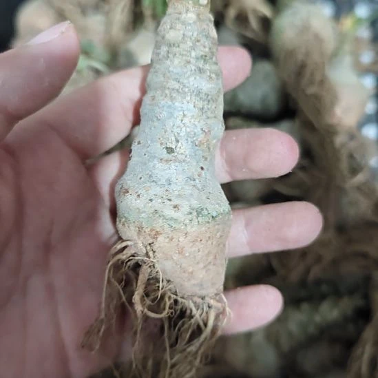 白皮硫桑！！！养定株！！