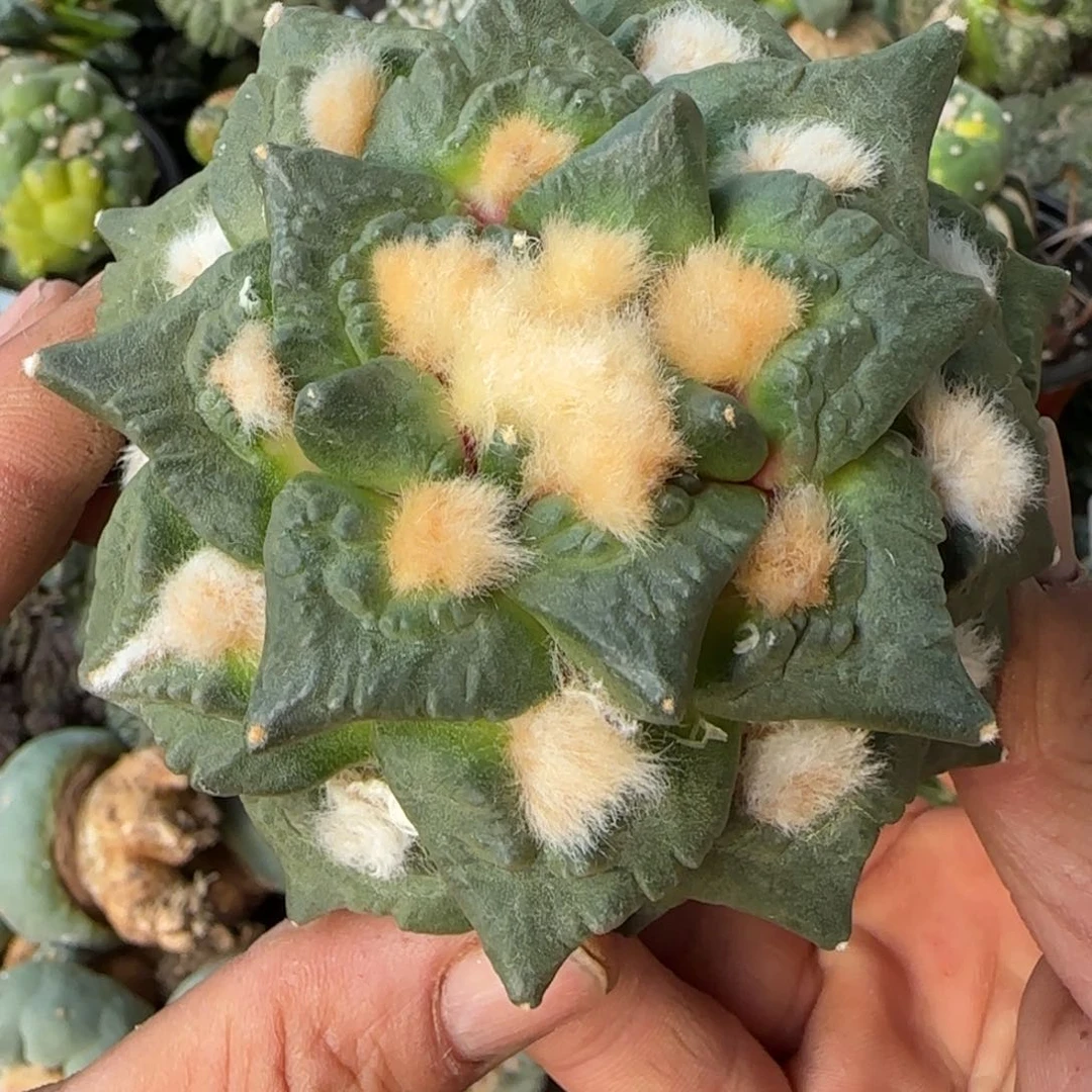 【闪购商品】9厘米特色龙角龟475