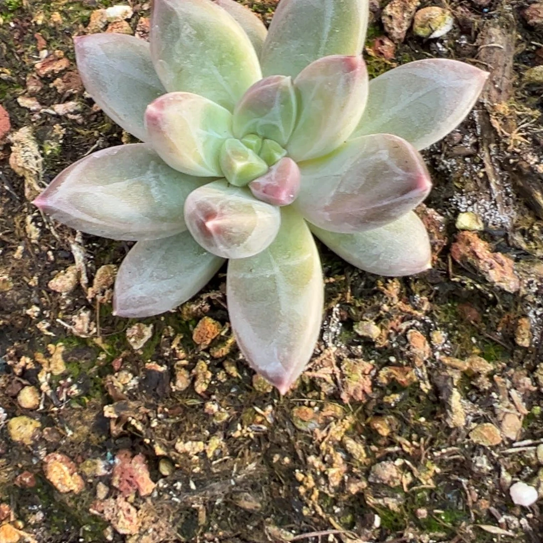 崔***鹏11111111111111111111111