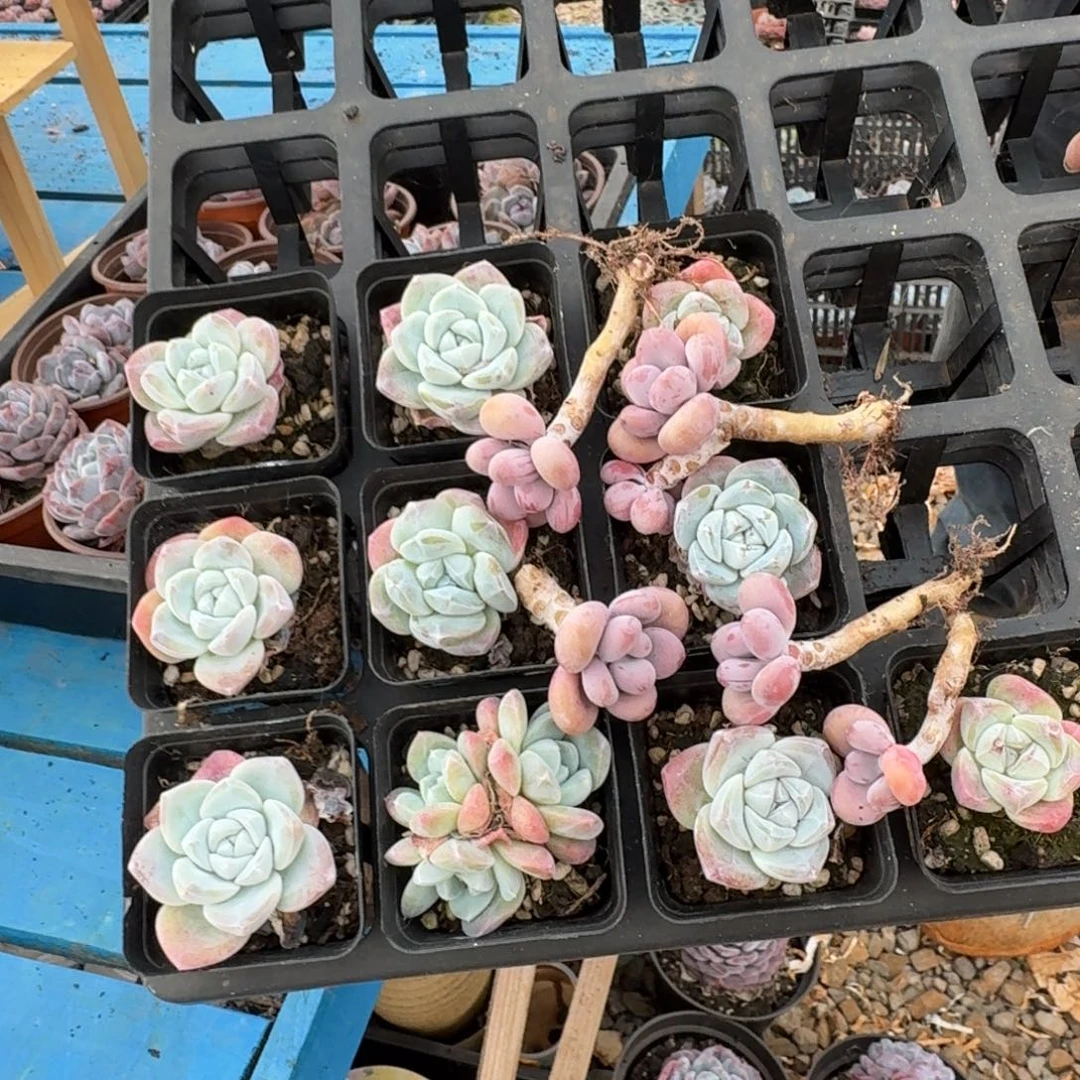 奶油冰玉10颗送桃蛋不售后
