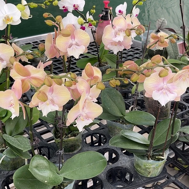 大部分花苞少量开放彩虹独角兽一颗