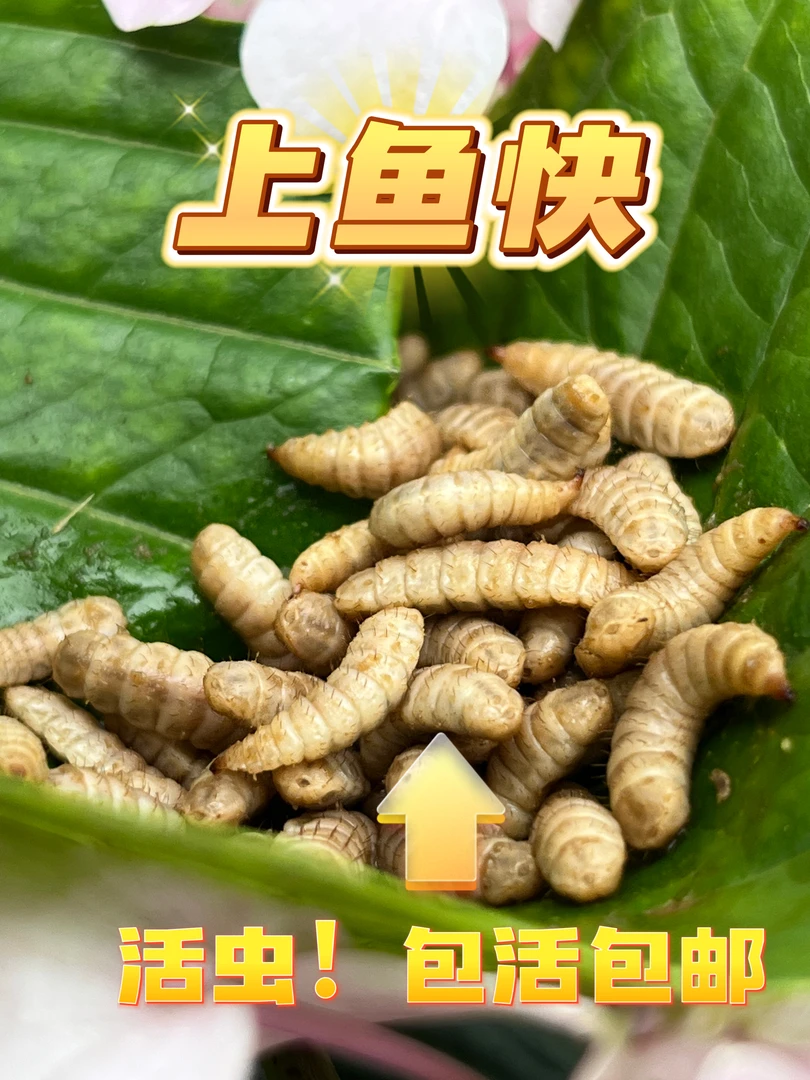 【钓鱼虫】黑水虻幼虫高蛋白活饵可钓黄骨鱼鲶鱼罗非翘嘴马口石辬