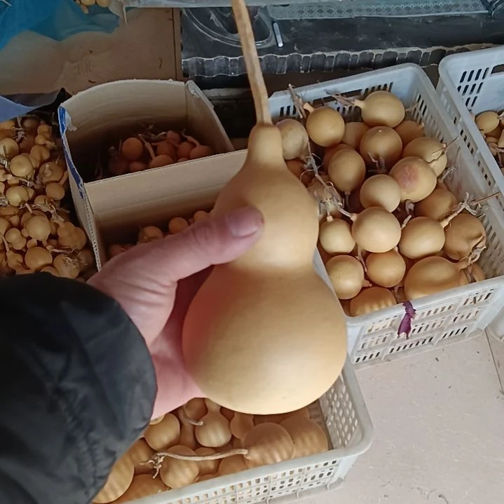 沐*?文玩葫芦，一个葫芦