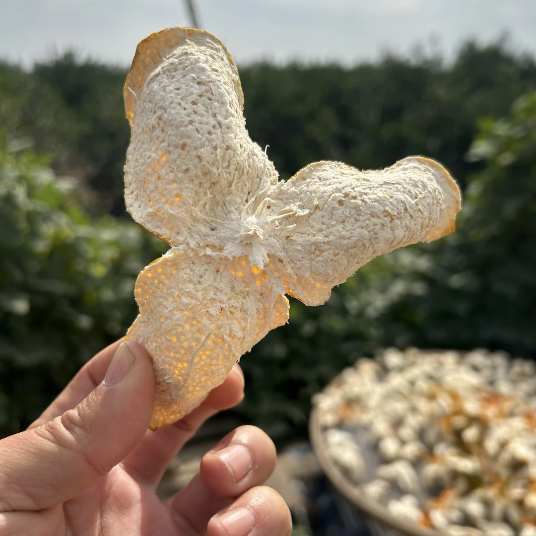 【收藏精品】2024年深吕圈上圈（圈2代）大红皮正宗新会陈皮广东特产