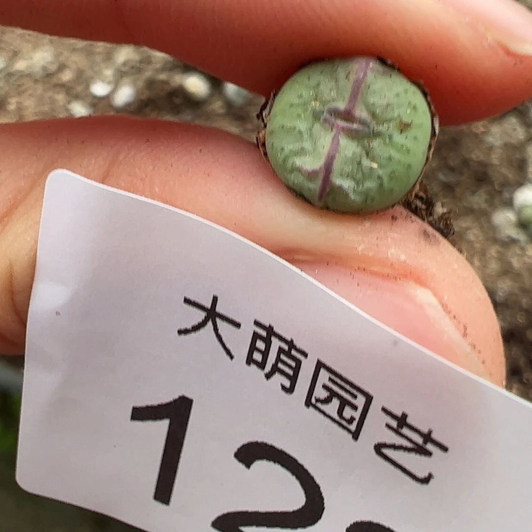 一物一拍雷神杂122